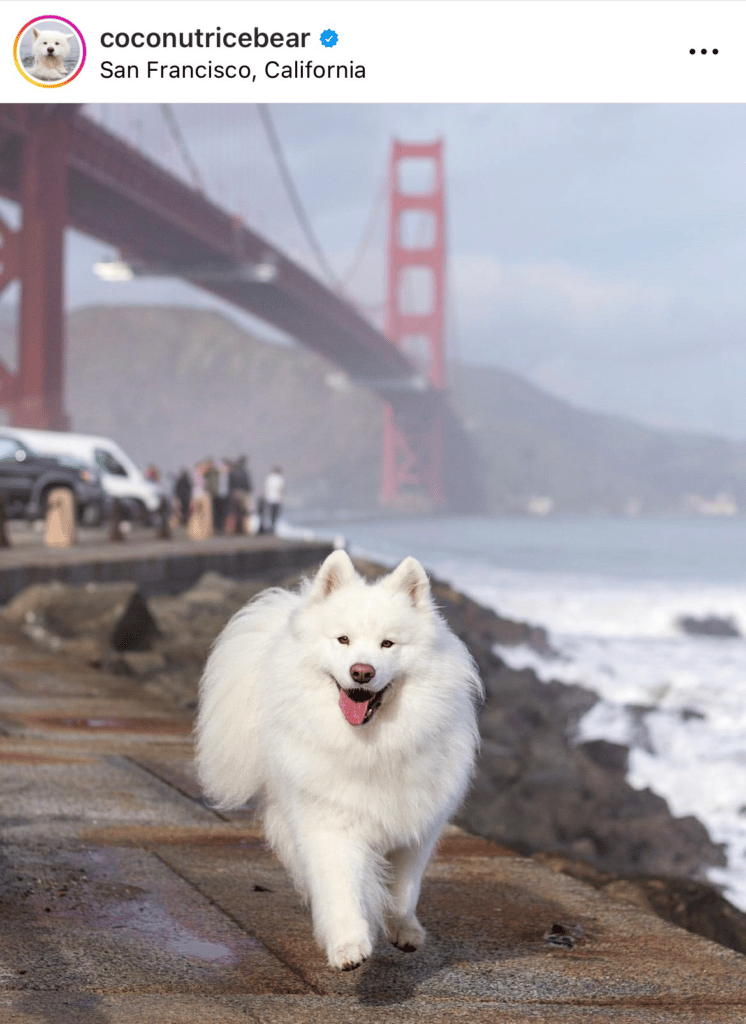 Coconut Rice Bear Instagram dog influencer from San Francisco