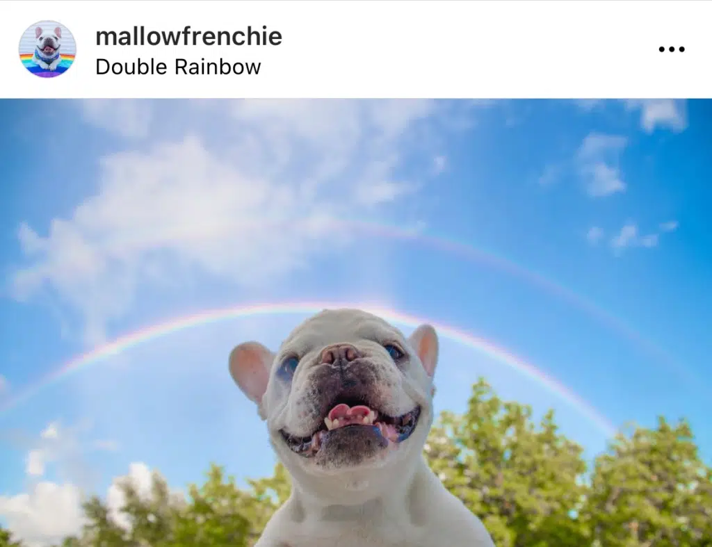 Mallow Frenchie Instagram Feed
