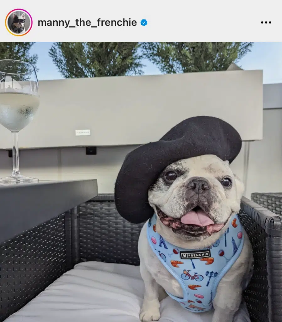 Manny The Frenchie Best Chicago dog influencer